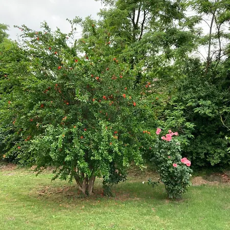 Maison Country לינה וארוחת בוקר